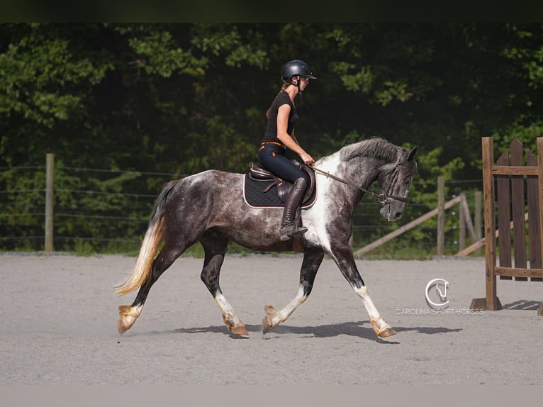 Friesian horses Gelding 5 years 15,1 hh in Clover, SC