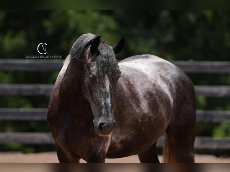 Friesian horses Gelding 5 years 15,1 hh in Clover, SC