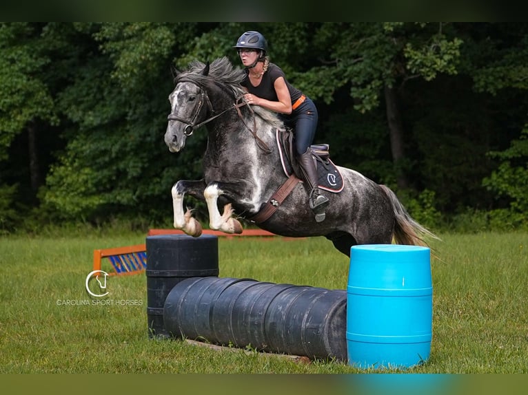 Friesian horses Gelding 5 years 15,1 hh in Clover, SC
