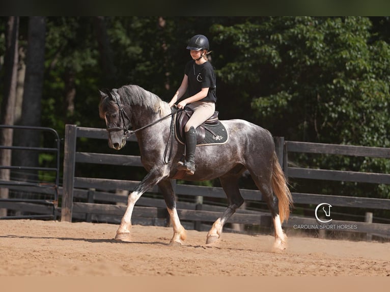 Friesian horses Gelding 5 years 15,1 hh in Clover, SC
