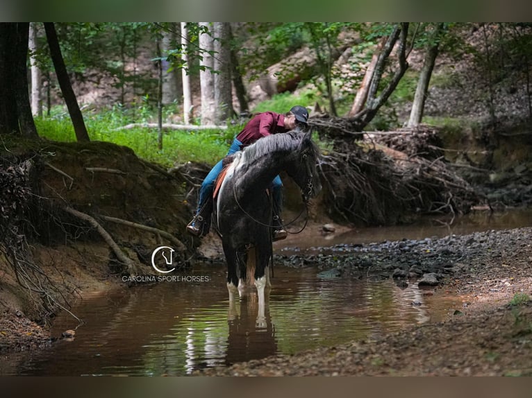 Friesian horses Gelding 5 years 15,1 hh in Clover, SC