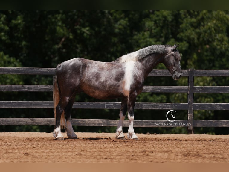 Friesian horses Gelding 5 years 15,1 hh in Clover, SC