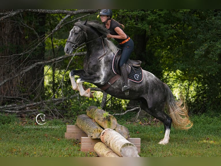 Friesian horses Gelding 5 years 15,1 hh in Clover, SC