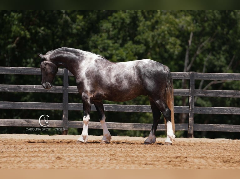 Friesian horses Gelding 5 years 15,1 hh in Clover, SC