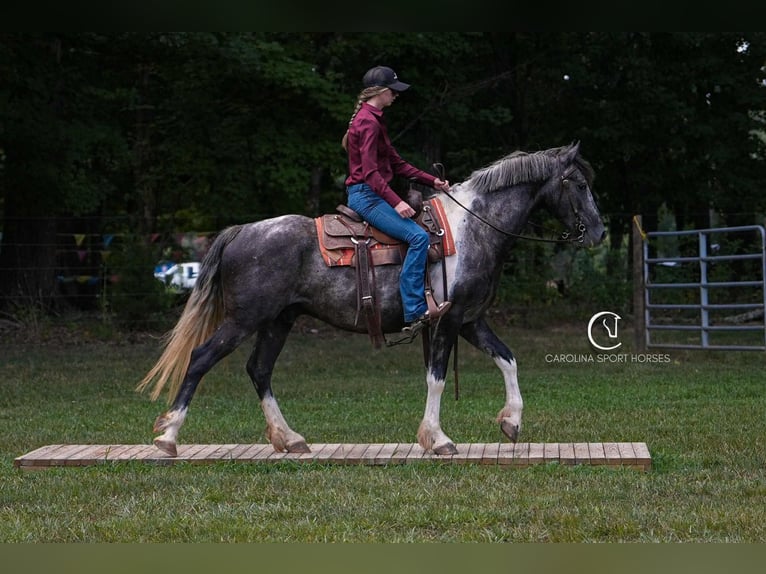 Friesian horses Gelding 5 years 15,1 hh in Clover, SC