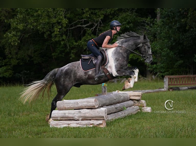 Friesian horses Gelding 5 years 15,1 hh in Clover, SC