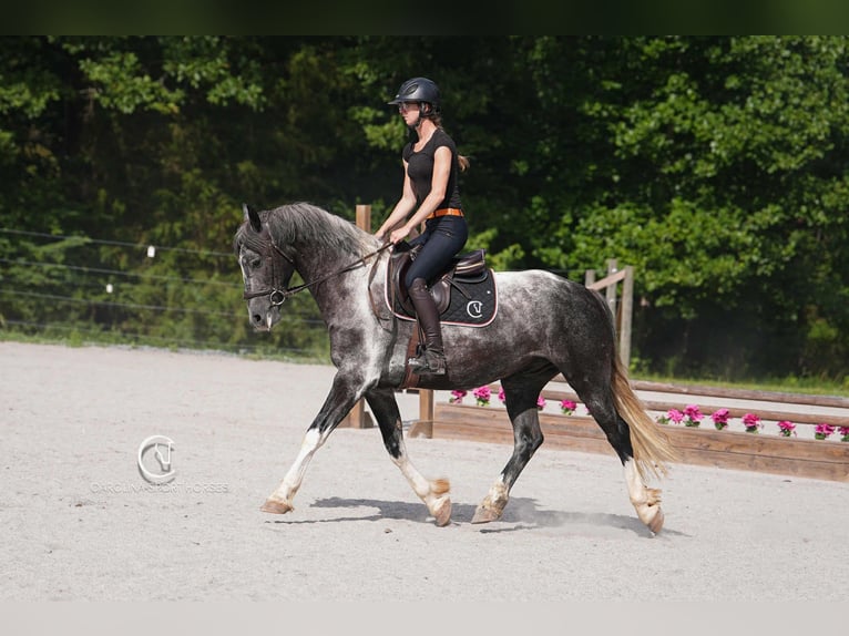 Friesian horses Gelding 5 years 15,1 hh in Clover, SC