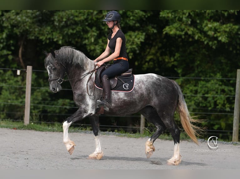 Friesian horses Gelding 5 years 15,1 hh in Clover, SC