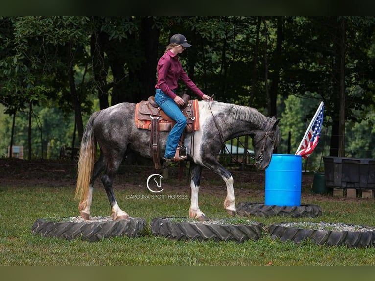 Friesian horses Gelding 5 years 15,1 hh in Clover, SC