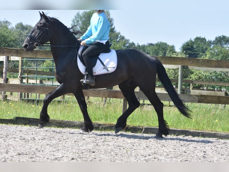 Friesian horses Gelding 5 years 15,2 hh Black in Achtmaal