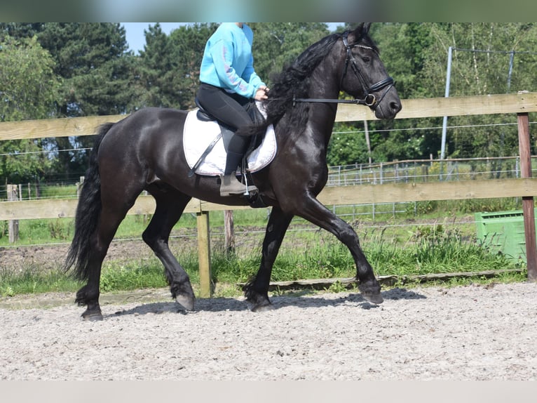 Friesian horses Gelding 5 years 15,2 hh Black in Achtmaal