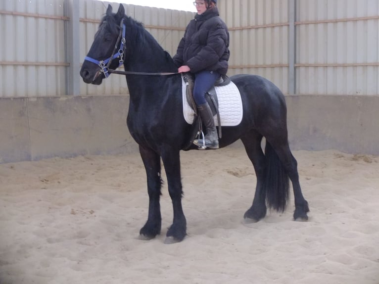 Friesian horses Gelding 5 years 15,2 hh Black in Buttstädt