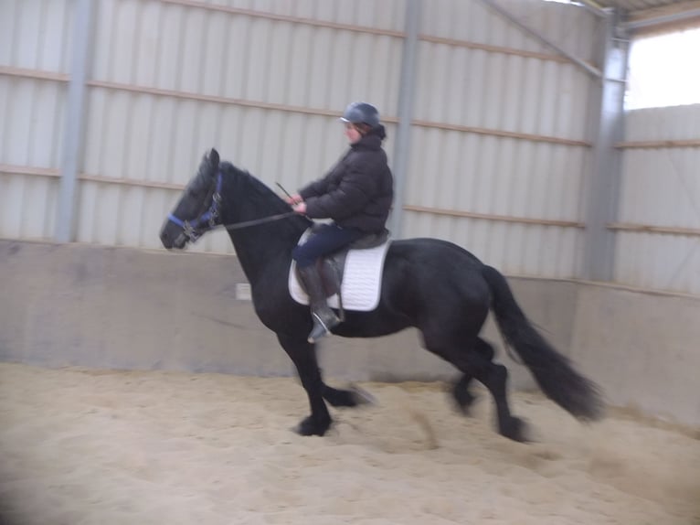 Friesian horses Gelding 5 years 15,2 hh Black in Buttstädt