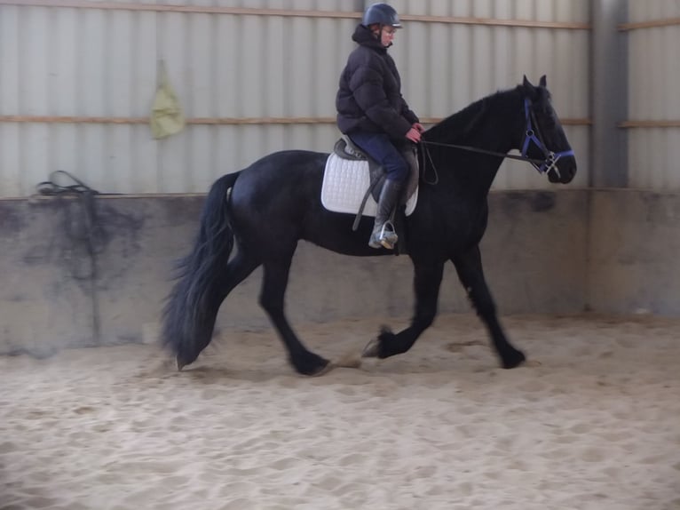 Friesian horses Gelding 5 years 15,2 hh Black in Buttstädt