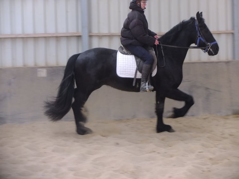 Friesian horses Gelding 5 years 15,2 hh Black in Buttstädt