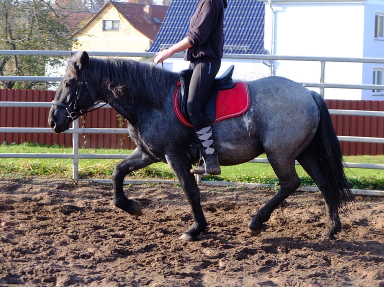 Friesian horses Mix Gelding 5 years 15,2 hh Black in Buttstädt