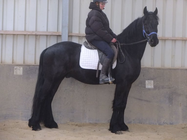 Friesian horses Gelding 5 years 15,2 hh Black in Buttstädt