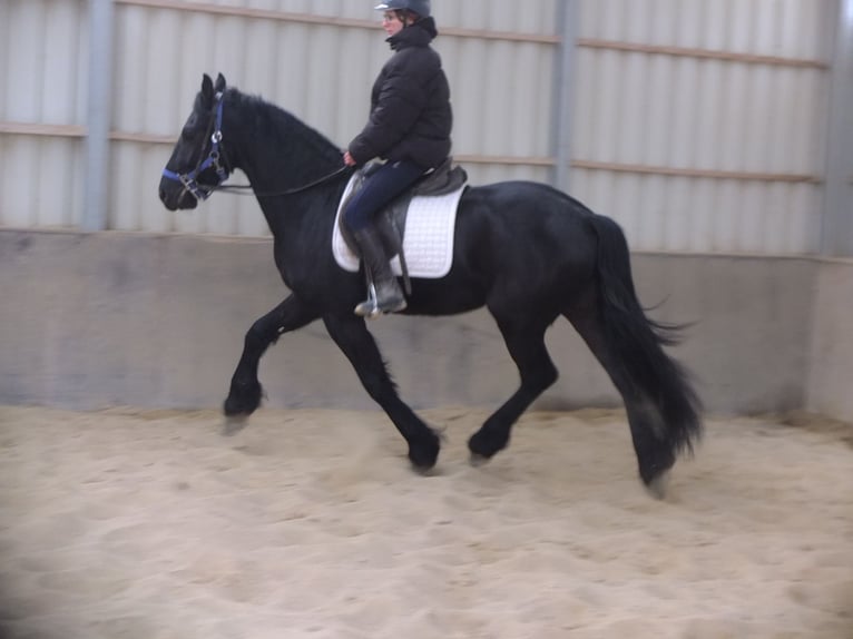 Friesian horses Gelding 5 years 15,2 hh Black in Buttstädt