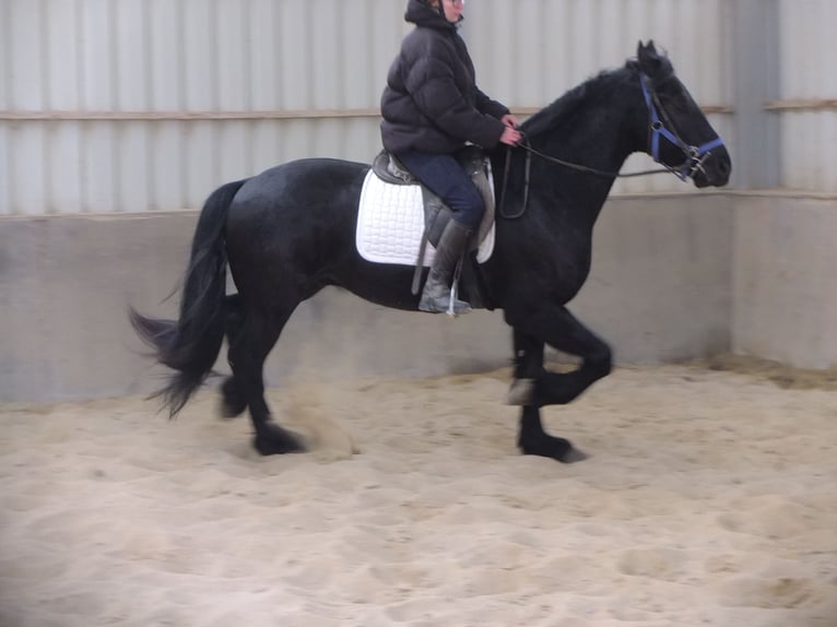 Friesian horses Gelding 5 years 15,2 hh Black in Buttstädt