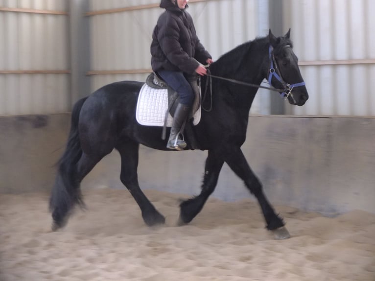 Friesian horses Gelding 5 years 15,2 hh Black in Buttstädt