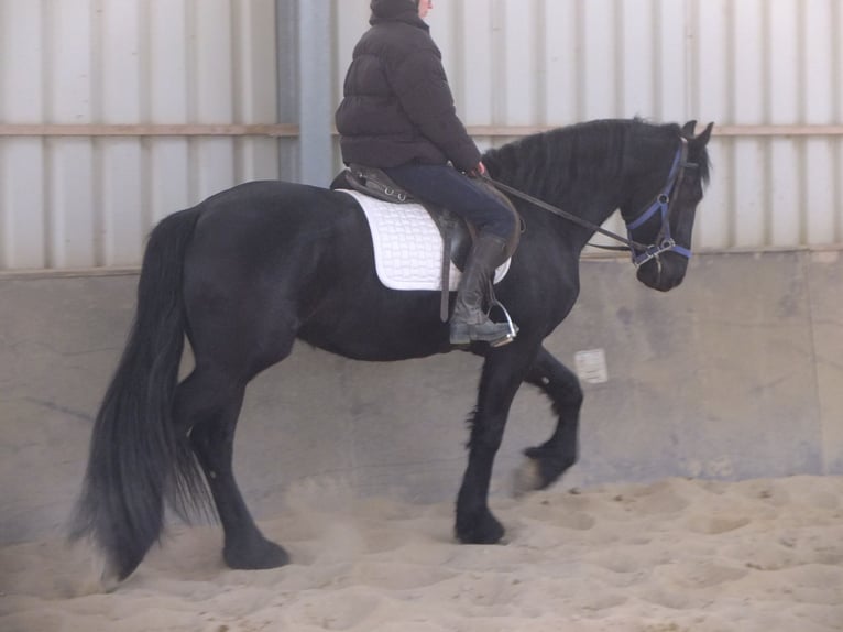 Friesian horses Gelding 5 years 15,2 hh Black in Buttstädt