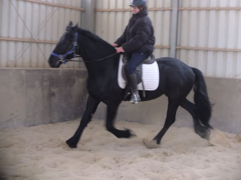 Friesian horses Gelding 5 years 15,2 hh Black in Buttstädt