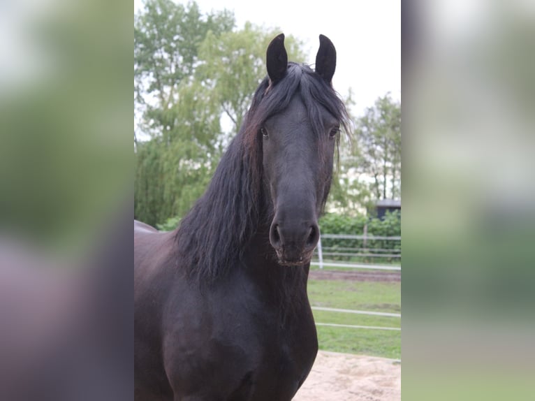Friesian horses Gelding 5 years 15.2 hh Black in Wittenberge
