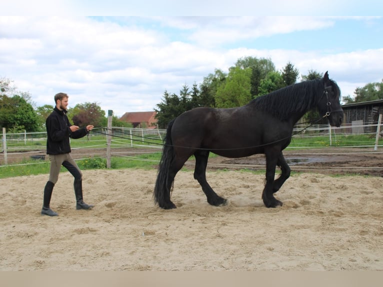 Friesian horses Gelding 5 years 15.2 hh Black in Wittenberge
