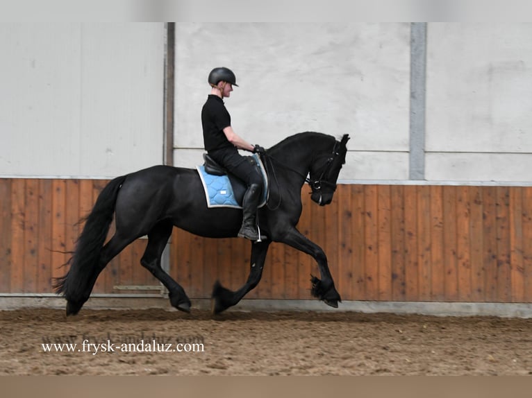 Friesian horses Gelding 5 years 15,2 hh Black in Mijnsheerenland