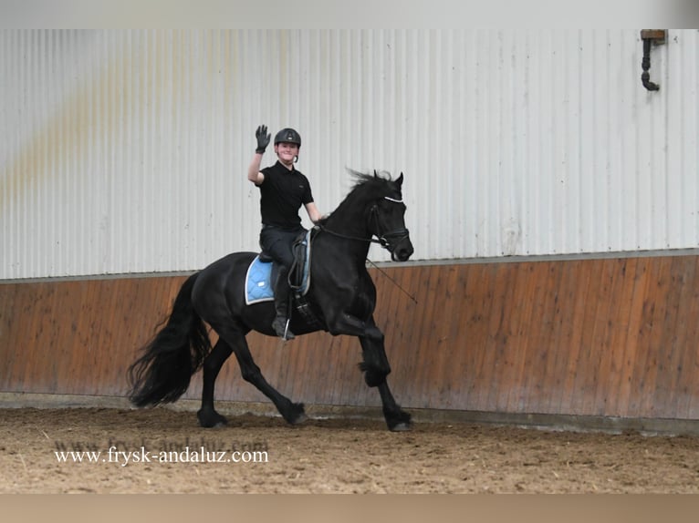 Friesian horses Gelding 5 years 15,2 hh Black in Mijnsheerenland