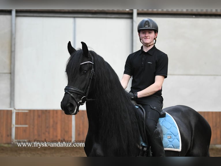 Friesian horses Gelding 5 years 15,2 hh Black in Mijnsheerenland