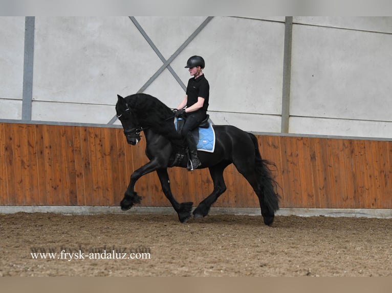 Friesian horses Gelding 5 years 15,2 hh Black in Mijnsheerenland