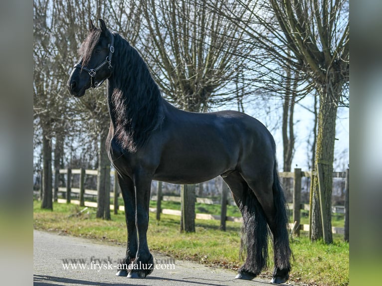 Friesian horses Gelding 5 years 15,2 hh Black in Mijnsheerenland