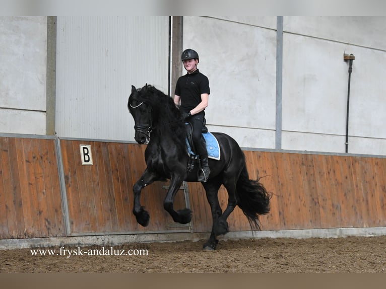 Friesian horses Gelding 5 years 15,2 hh Black in Mijnsheerenland