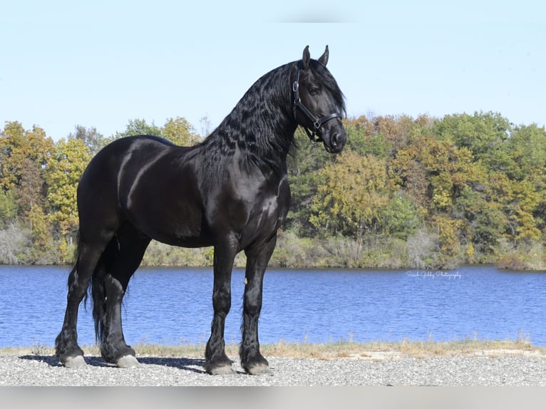 Friesian horses Gelding 5 years 15,2 hh Black in Oelwein