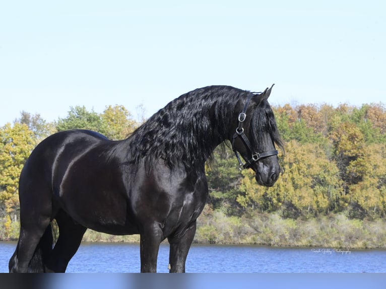 Friesian horses Gelding 5 years 15,2 hh Black in Oelwein