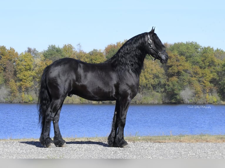 Friesian horses Gelding 5 years 15,2 hh Black in Oelwein