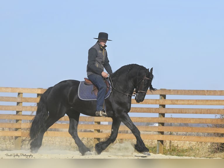 Friesian horses Gelding 5 years 15,2 hh Black in Oelwein