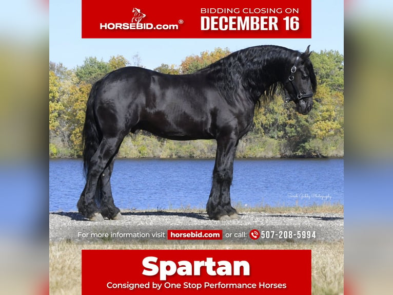 Friesian horses Gelding 5 years 15,2 hh Black in Oelwein