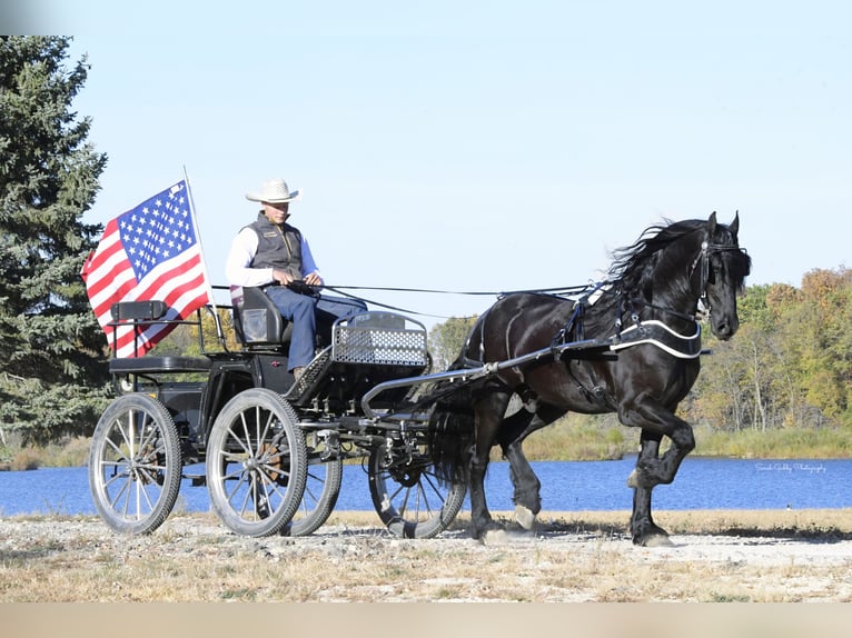 Friesian horses Gelding 5 years 15,2 hh Black in Oelwein