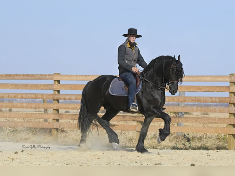 Friesian horses Gelding 5 years 15,2 hh Black in Oelwein