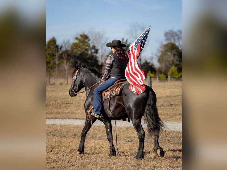 Friesian horses Mix Gelding 5 years 15,2 hh Black in Auburn, KY