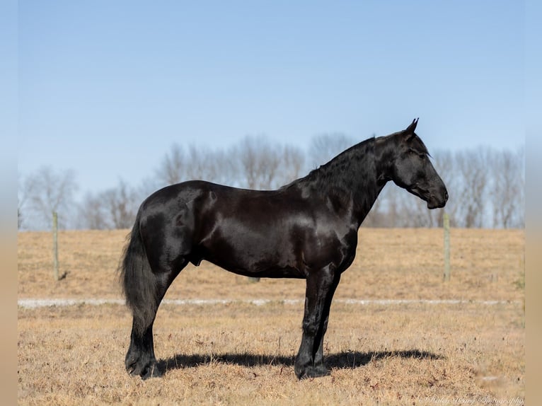 Friesian horses Mix Gelding 5 years 15,2 hh Black in Auburn, KY