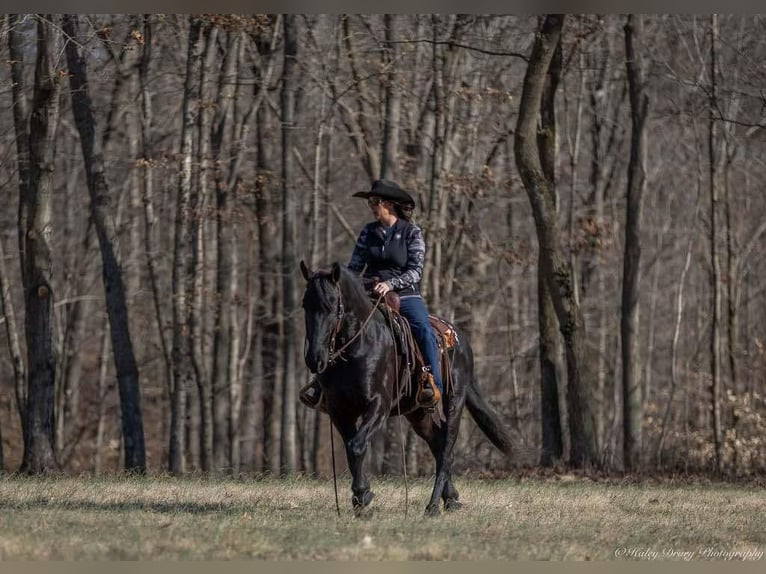 Friesian horses Mix Gelding 5 years 15,2 hh Black in Auburn, KY