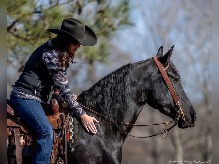 Friesian horses Mix Gelding 5 years 15,2 hh Black in Auburn, KY