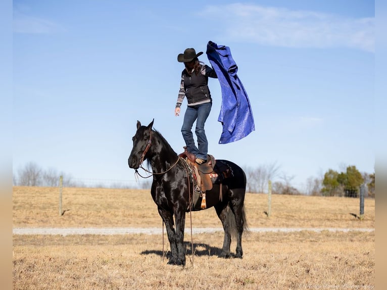 Friesian horses Mix Gelding 5 years 15,2 hh Black in Auburn, KY