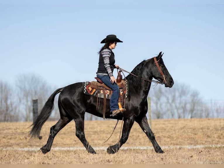 Friesian horses Mix Gelding 5 years 15,2 hh Black in Auburn, KY