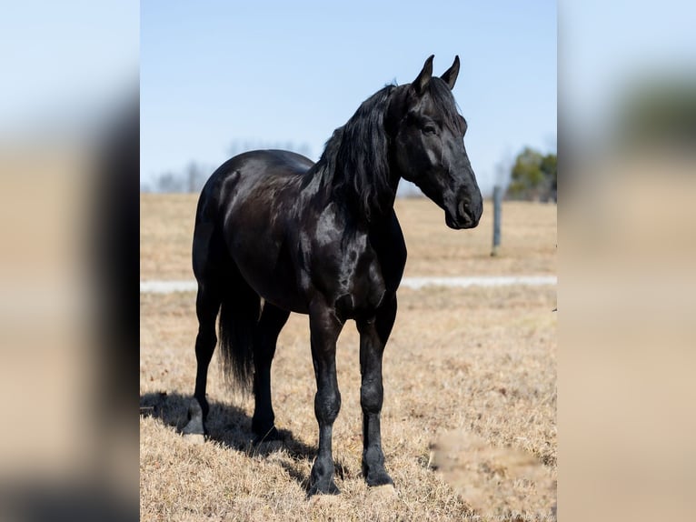 Friesian horses Mix Gelding 5 years 15,2 hh Black in Auburn, KY