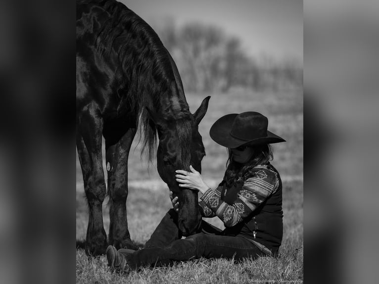 Friesian horses Mix Gelding 5 years 15,2 hh Black in Auburn, KY