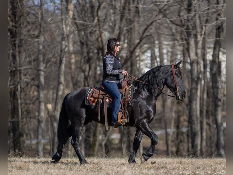 Friesian horses Mix Gelding 5 years 15,2 hh Black in Auburn, KY